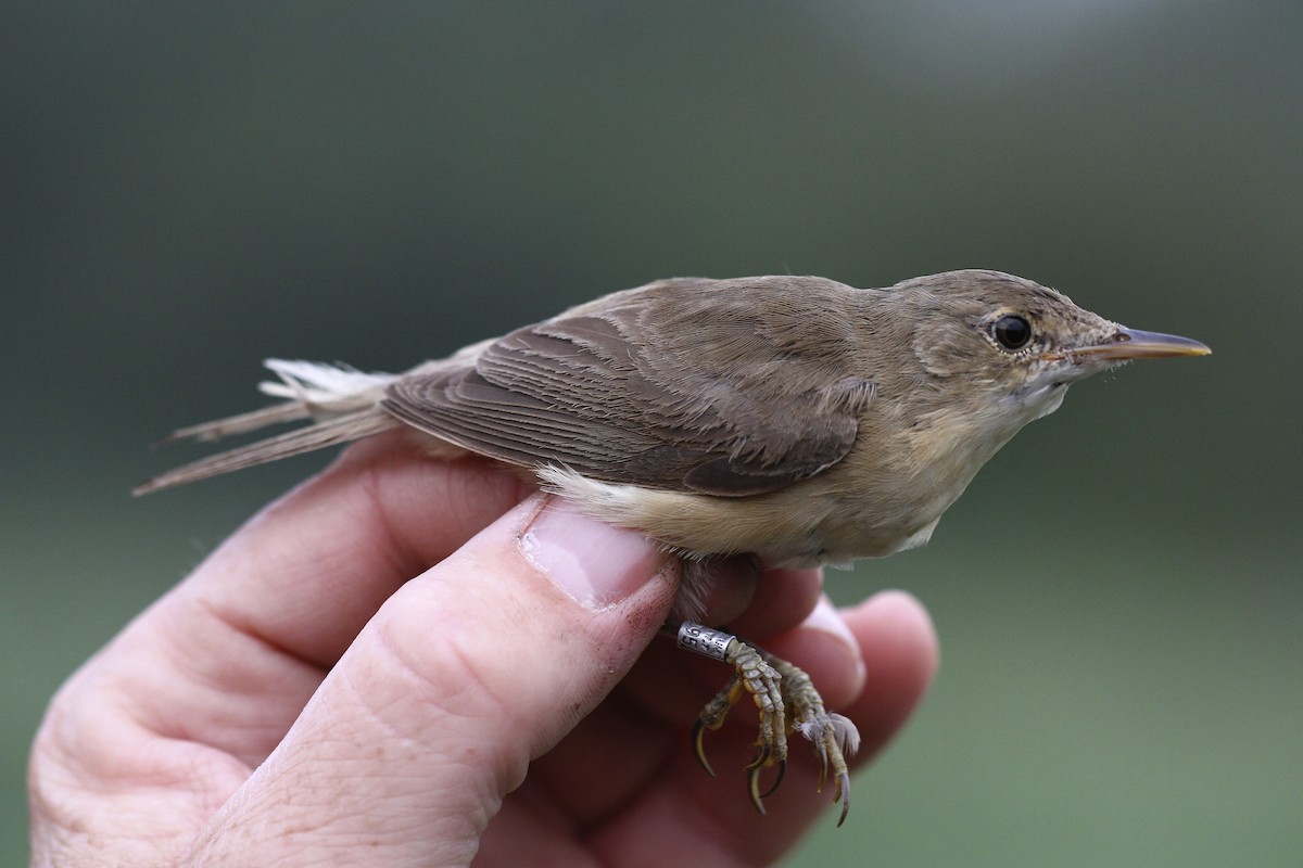 Rousserolle effarvatte - ML644384096