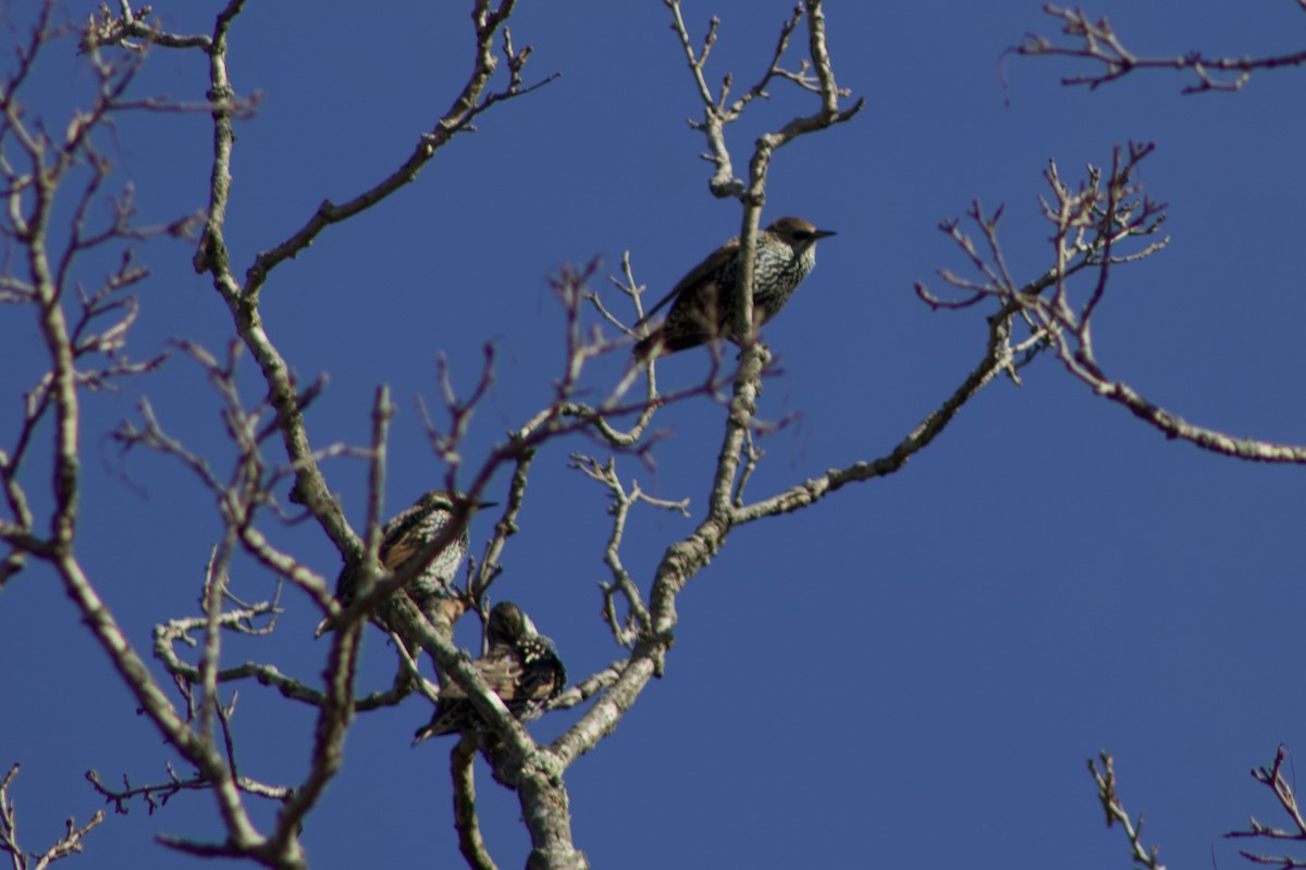 Arabazozo pikarta - ML644384100