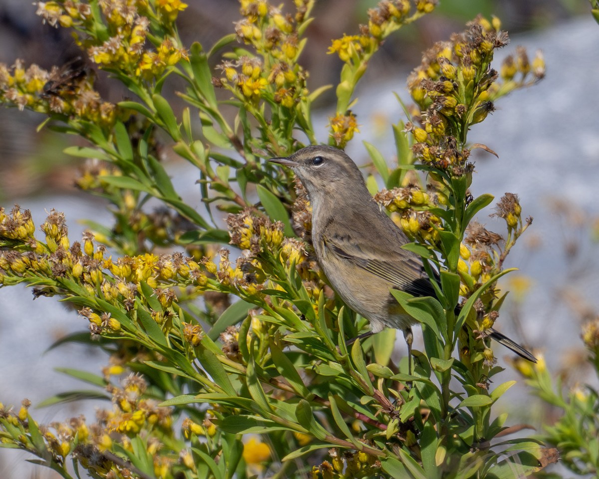Palm Warbler - ML644384106