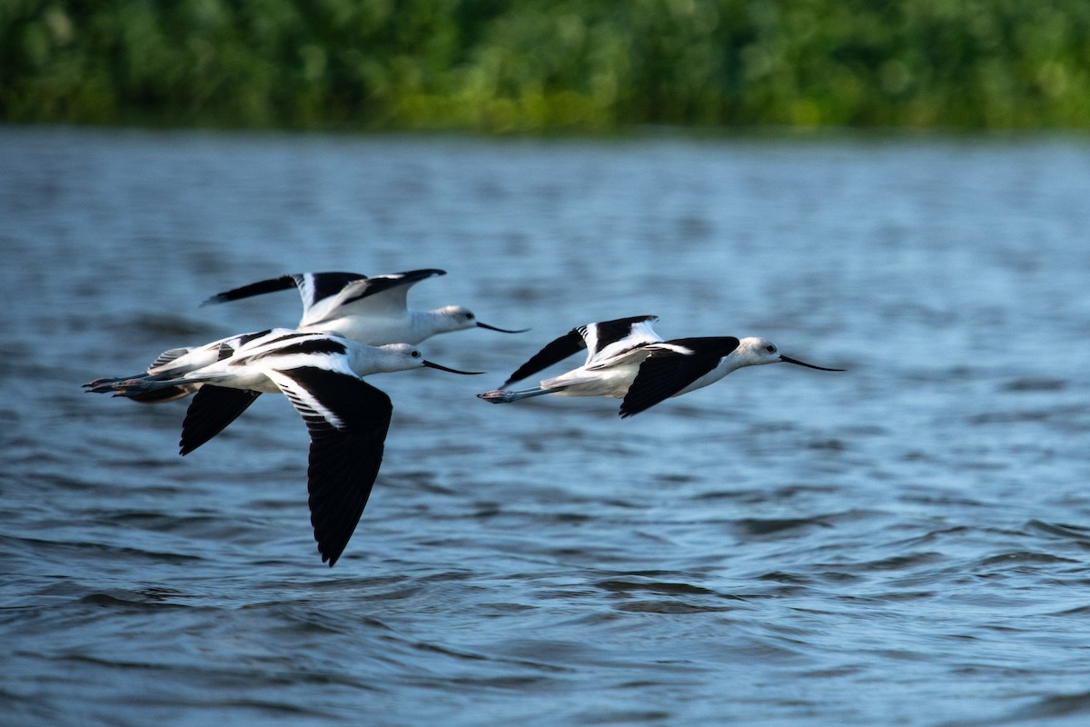 American Avocet - ML644384109