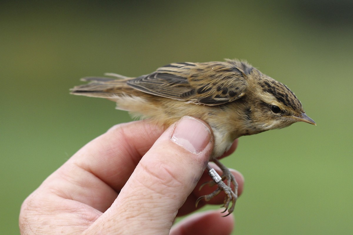 Sedge Warbler - ML644384116