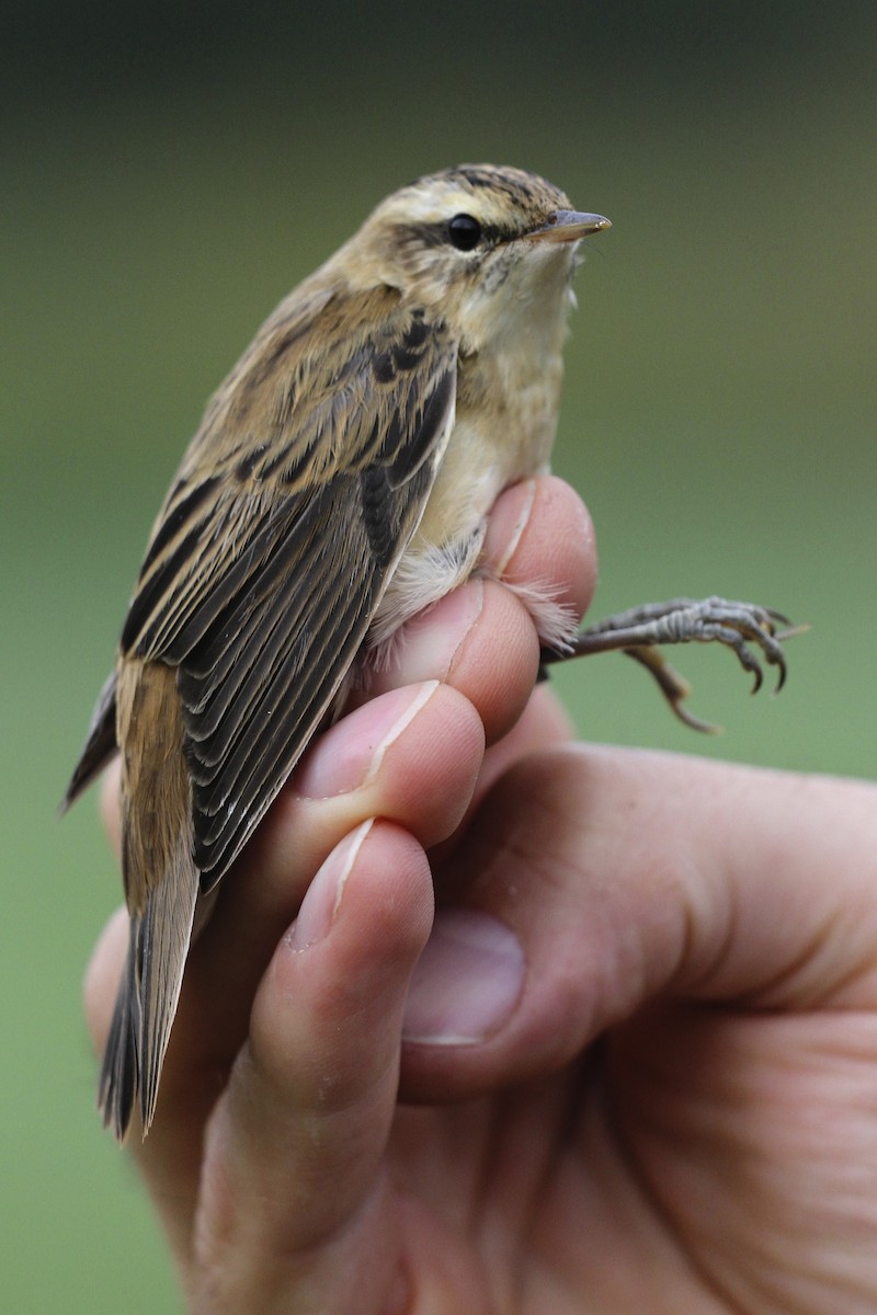 Sedge Warbler - ML644384117