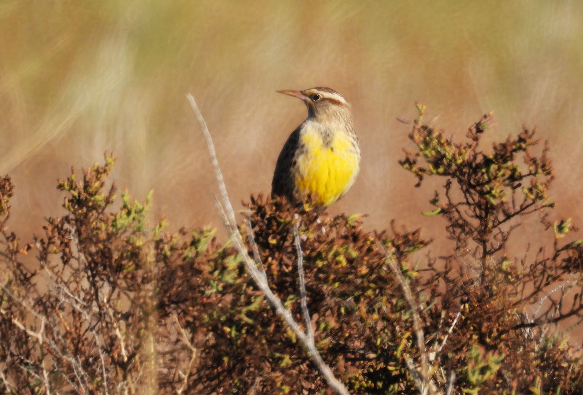 prærielerketrupial - ML644384118