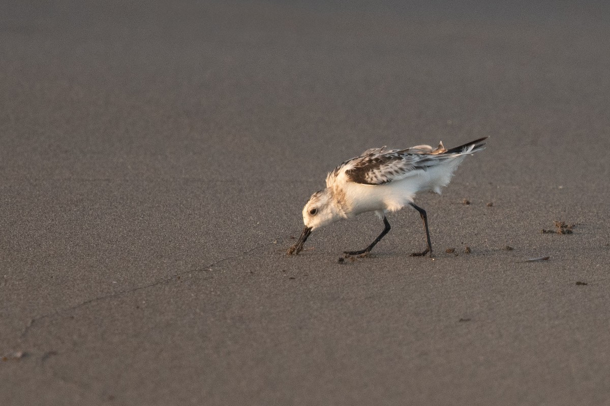 Sanderling - ML644384123