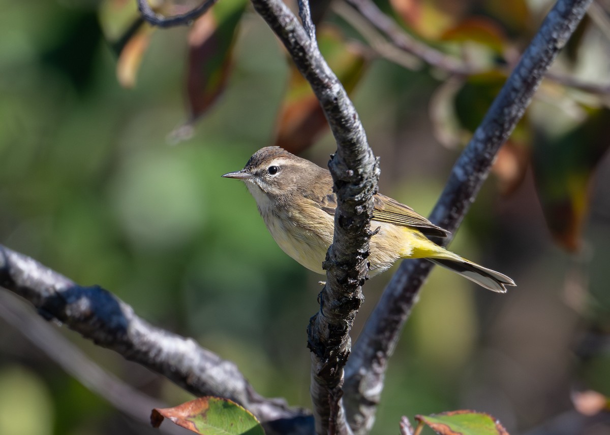 Palm Warbler - ML644384139