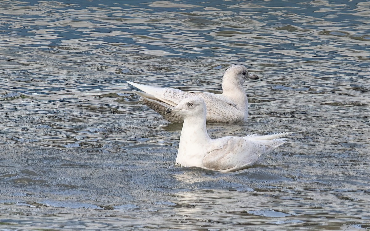 Goéland arctique - ML644384150