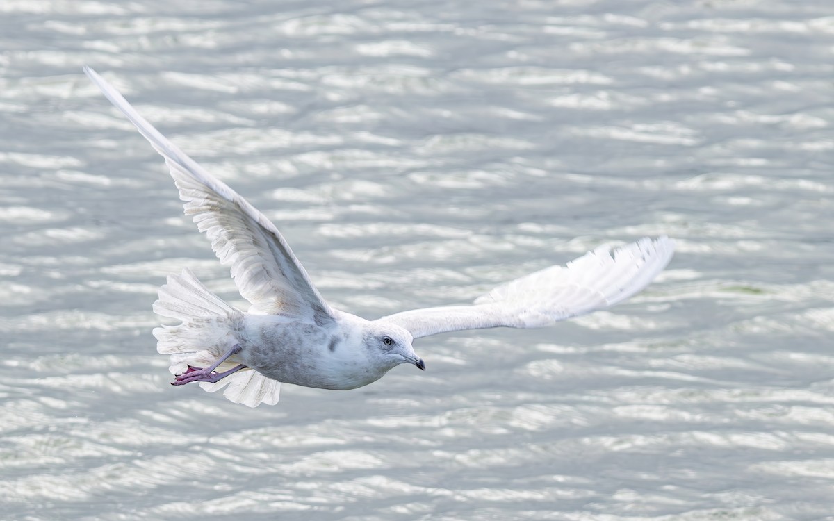 Goéland arctique - ML644384151