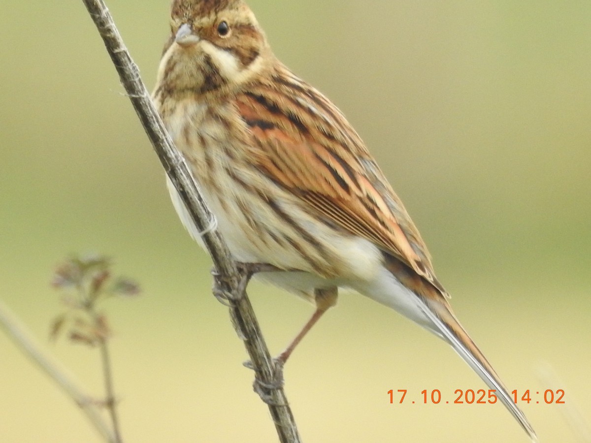 Reed Bunting - ML644384152