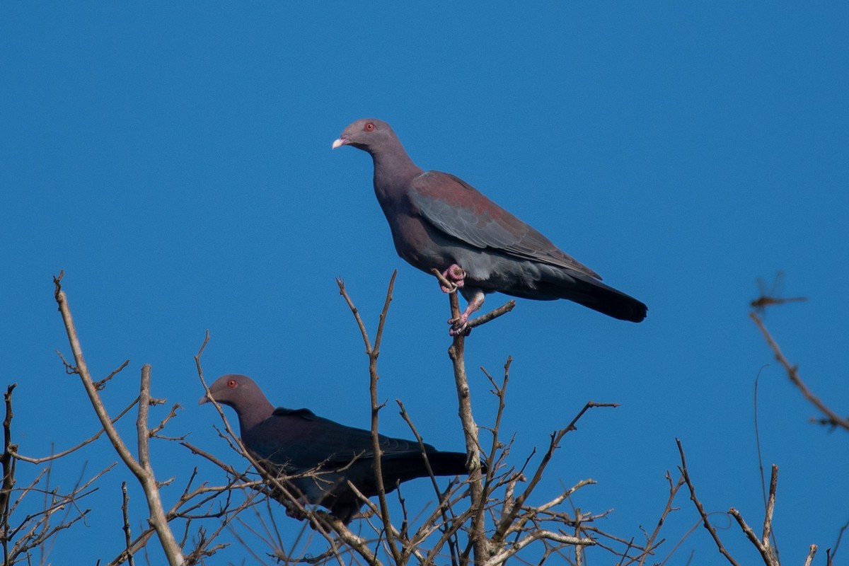 holub středoamerický - ML644384154