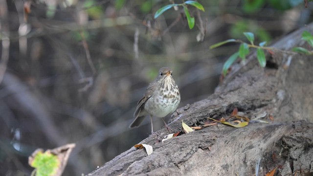 Дрозд-отшельник - ML644384157