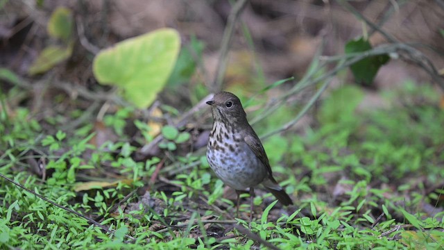 Дрозд-отшельник - ML644384158