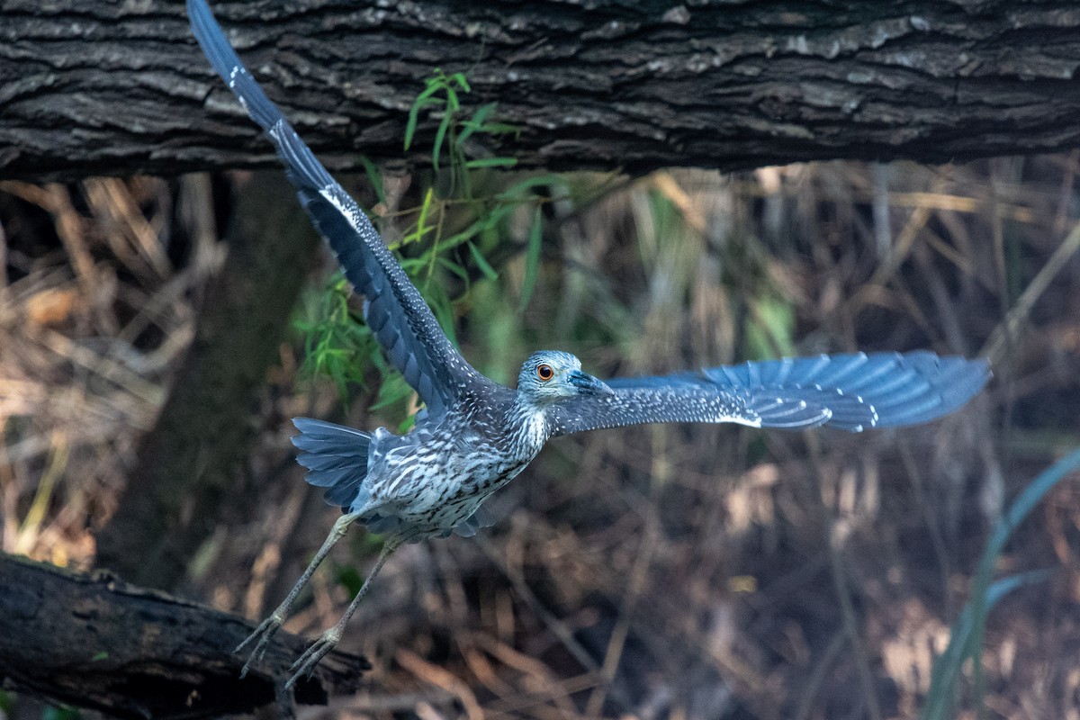 Sarı Tepeli Gece Balıkçılı - ML644384172