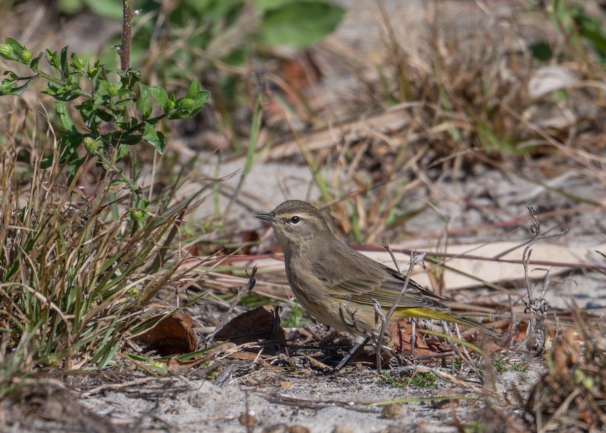 Palm Warbler - ML644384174