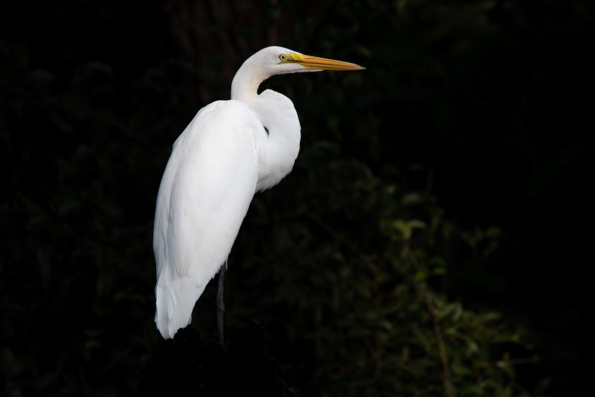 Great Egret (American) - ML644384176