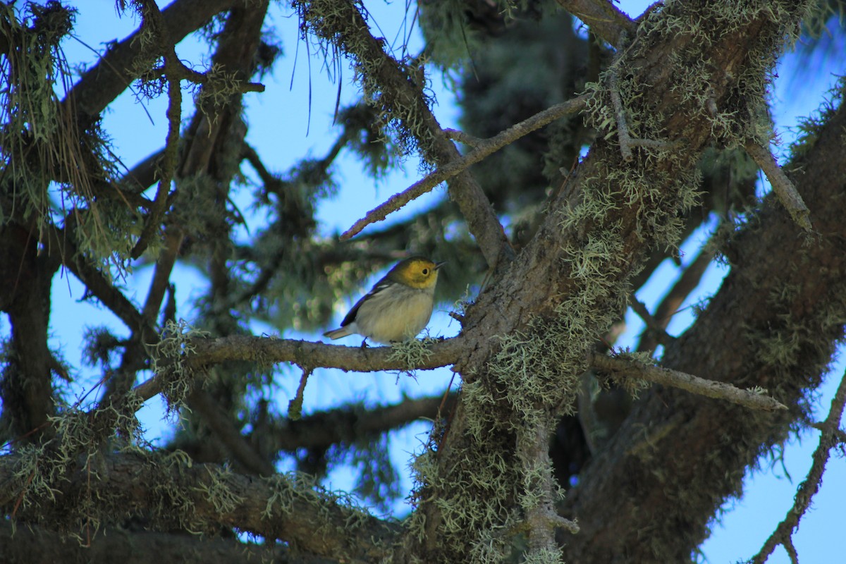 Hermit Warbler - ML644384180