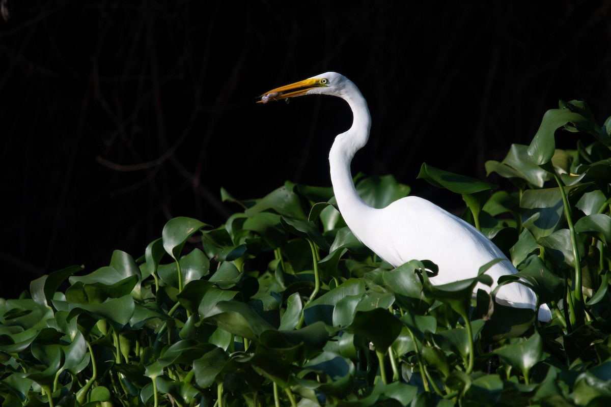 Great Egret (American) - ML644384188