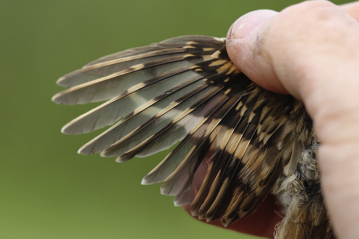 Хөвчийн бялзуумар - ML644384194