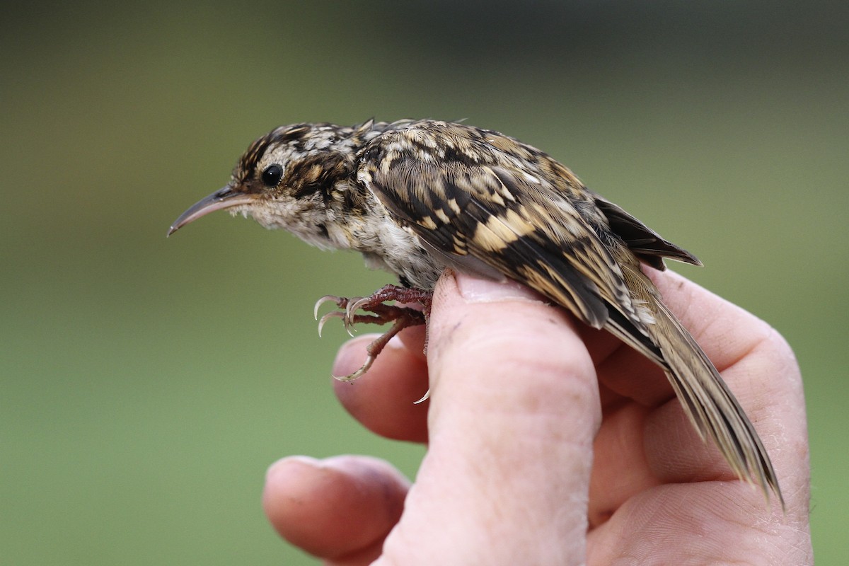 Хөвчийн бялзуумар - ML644384195