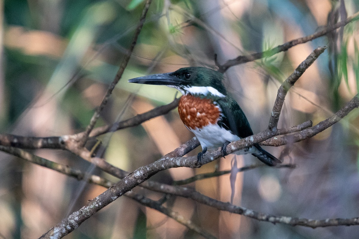Amazon Kingfisher - ML644384198