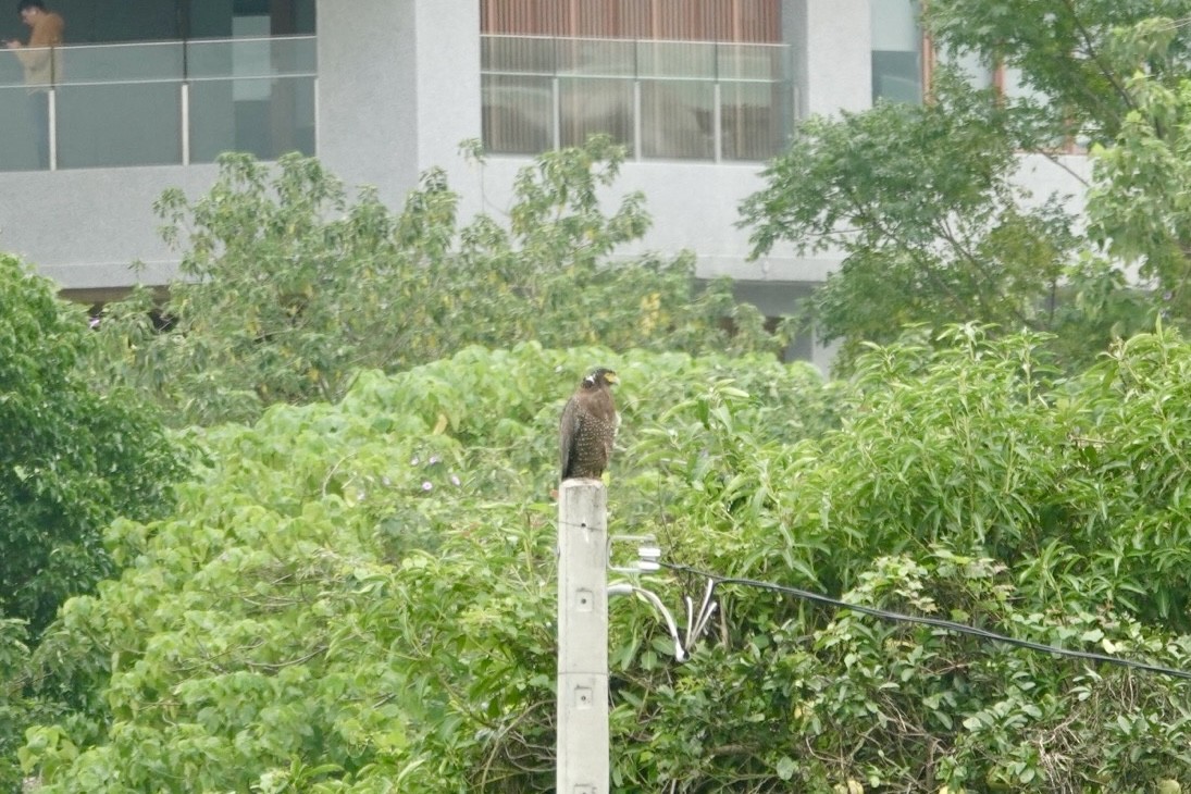 Хохлатый змееяд - ML644384204