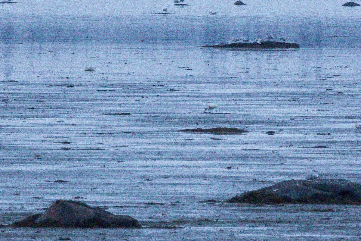 Ibis blanc - ML644384205