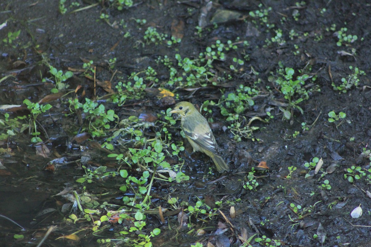 Western Tanager - ML644384221