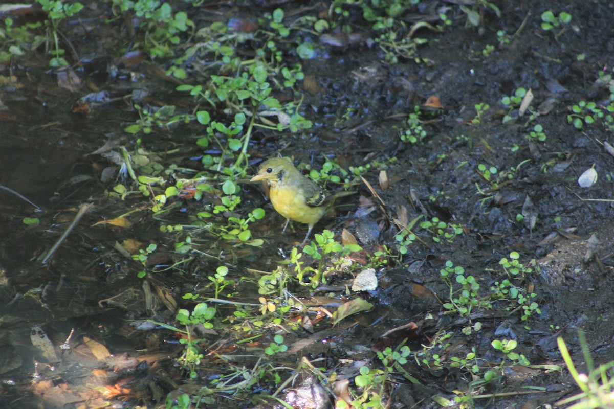 Western Tanager - ML644384222