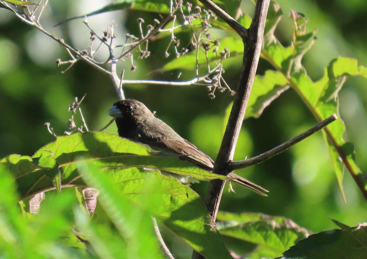 Gelbbauchspelzer - ML644384262