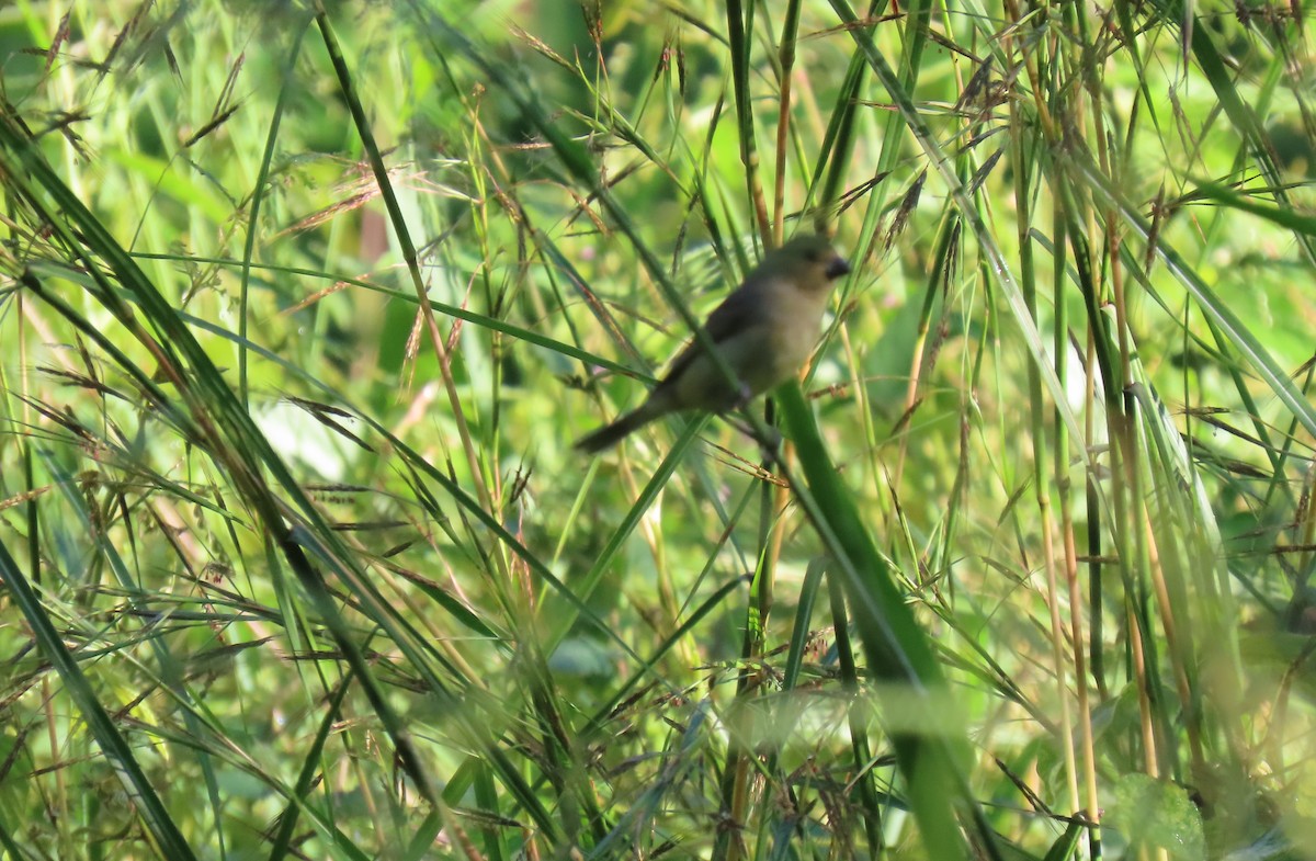 Gelbbauchspelzer - ML644384263