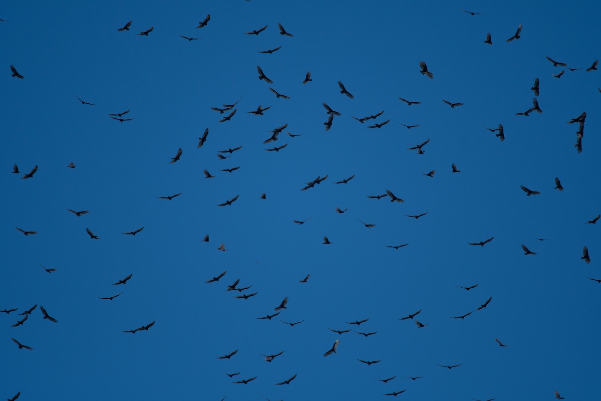 Turkey Vulture (Northern) - ML644384276