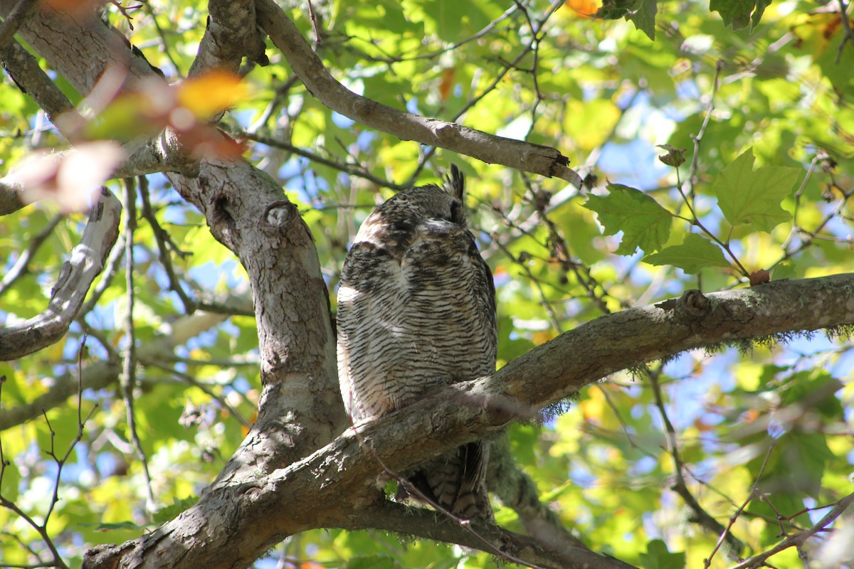 výr virginský - ML644384287