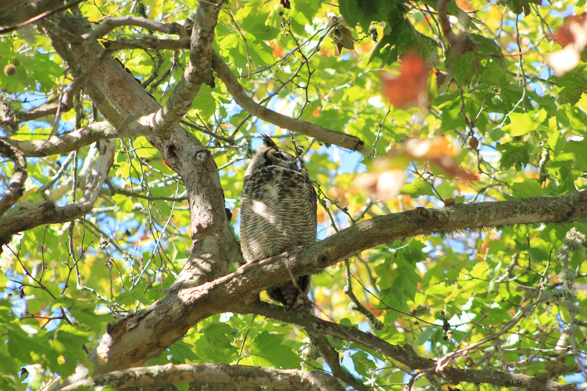 výr virginský - ML644384288