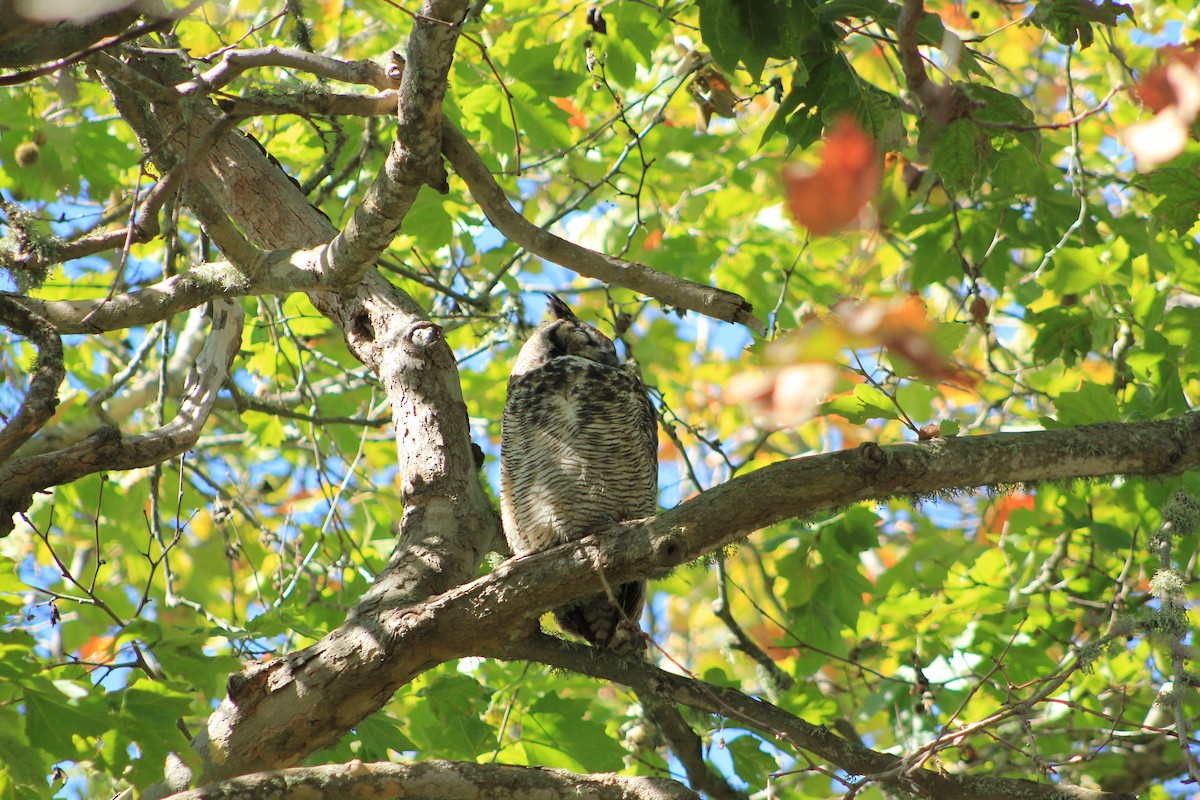 výr virginský - ML644384289