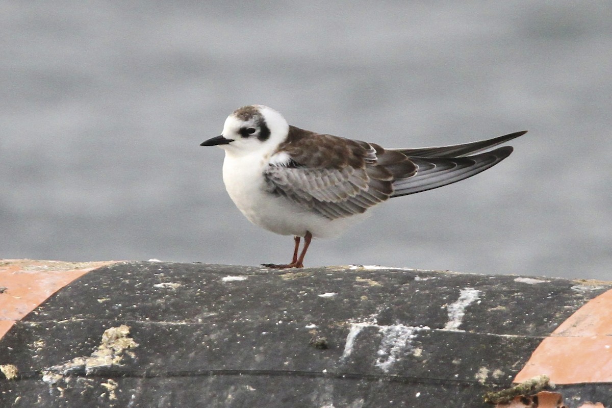 hvitvingesvartterne - ML644384306