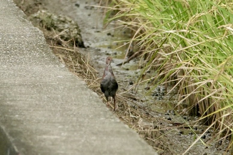 Zimtsumpfhuhn - ML644384308