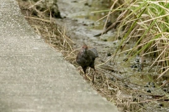 Zimtsumpfhuhn - ML644384309