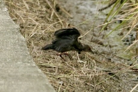 Zimtsumpfhuhn - ML644384310