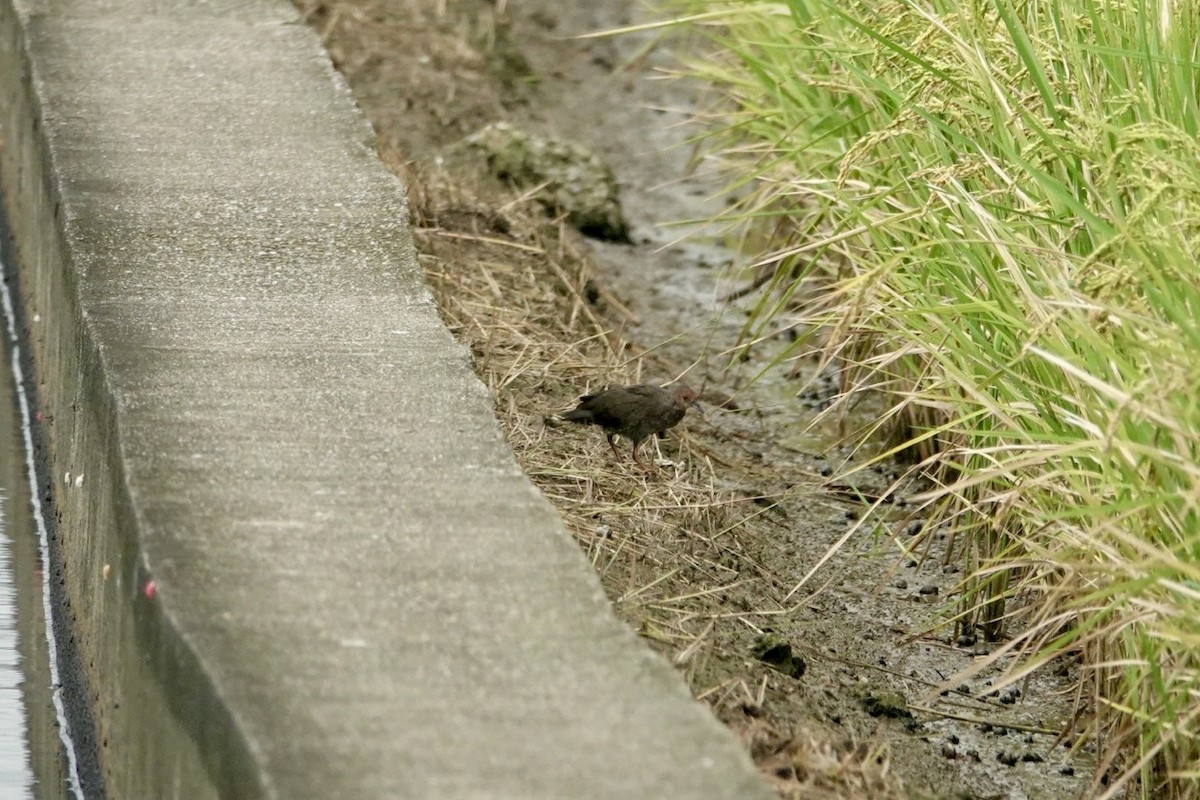 Zimtsumpfhuhn - ML644384311