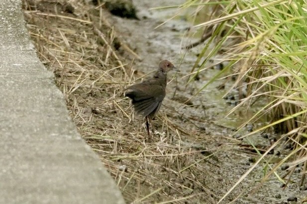 Zimtsumpfhuhn - ML644384312