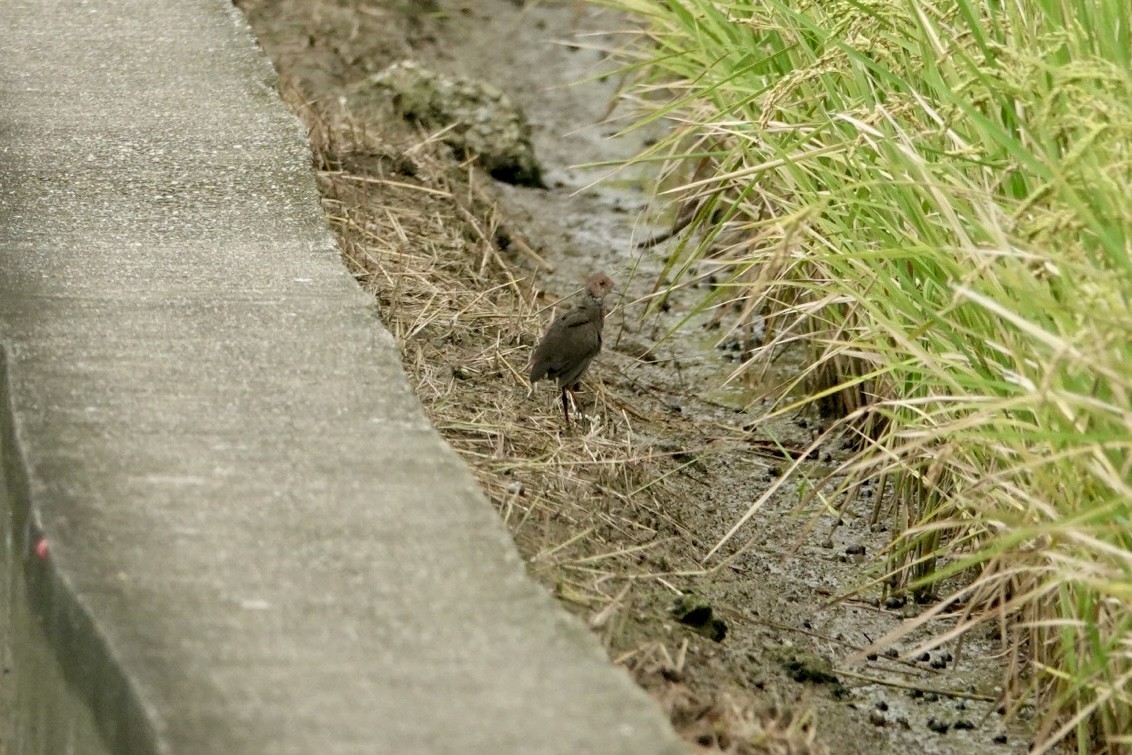 Zimtsumpfhuhn - ML644384313