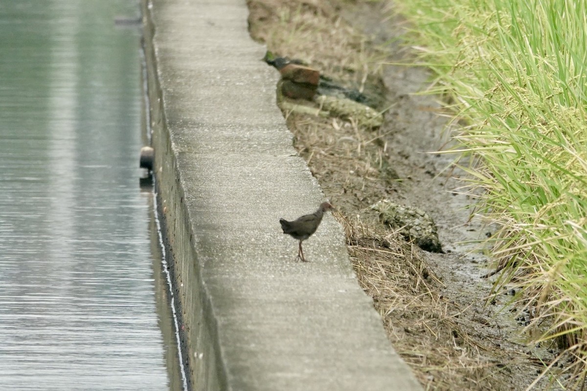 Zimtsumpfhuhn - ML644384314