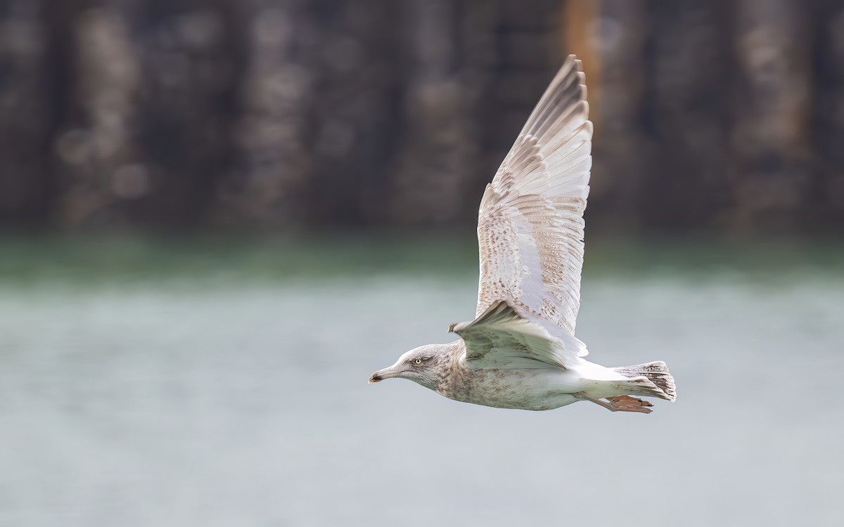 European Herring Gull - ML644384326