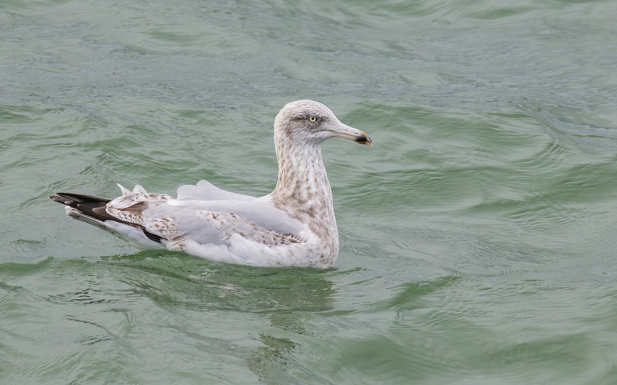 European Herring Gull - ML644384327