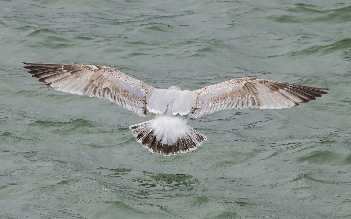 European Herring Gull - ML644384328