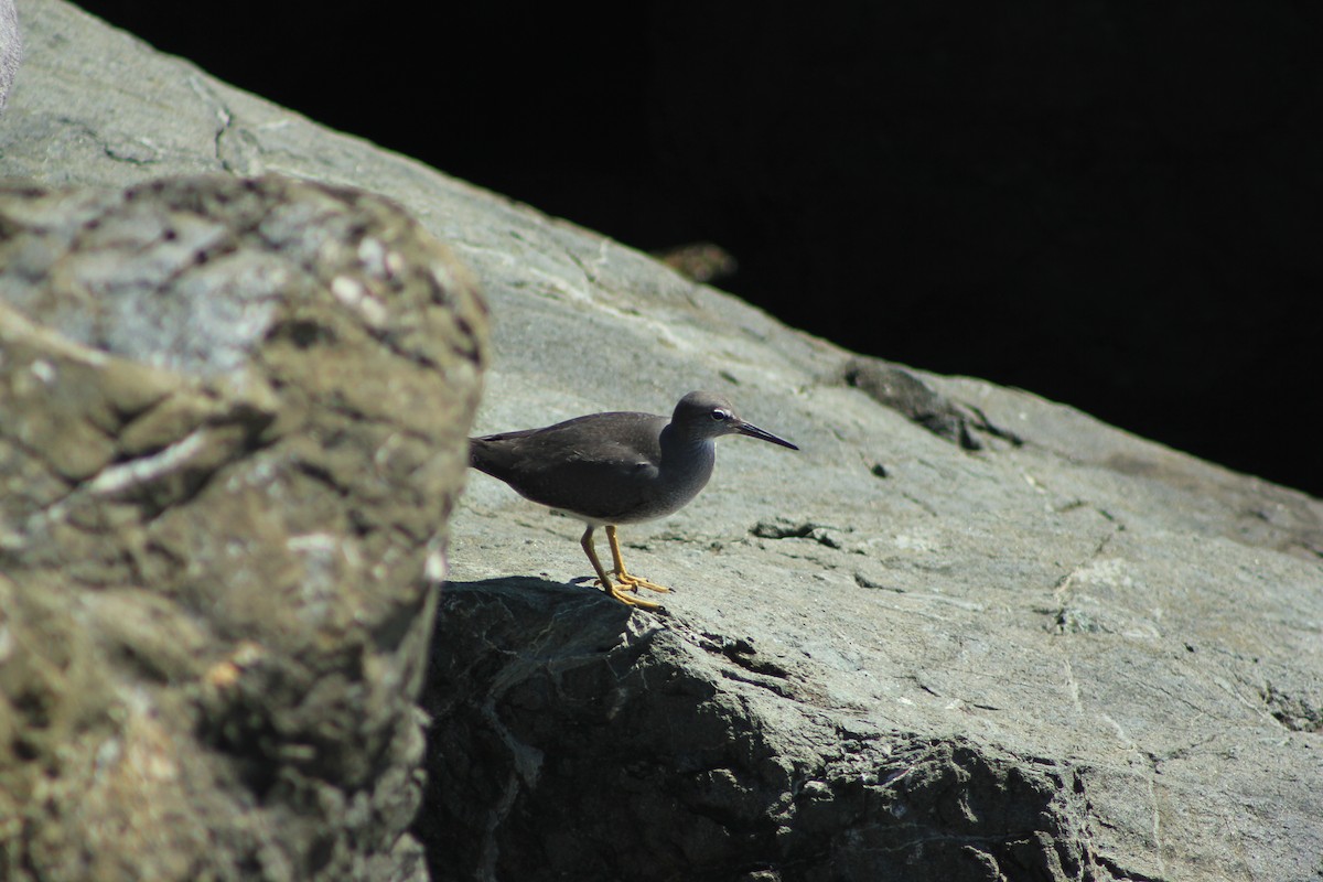 vodouš aljašský - ML644384332