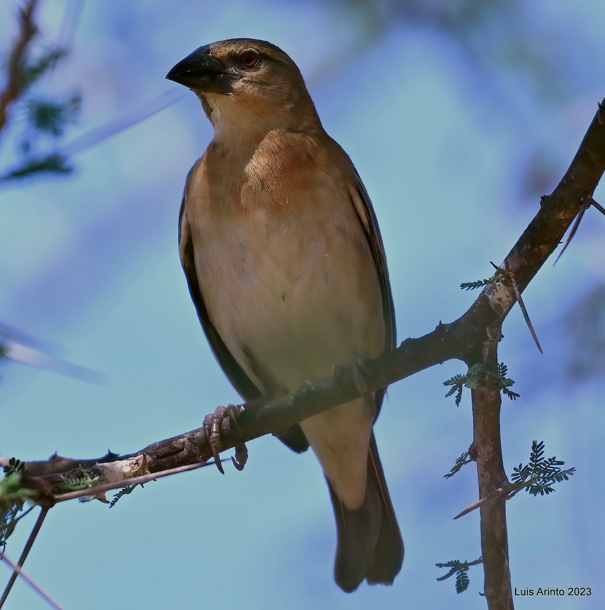 Tejedor Castaño - ML644384333