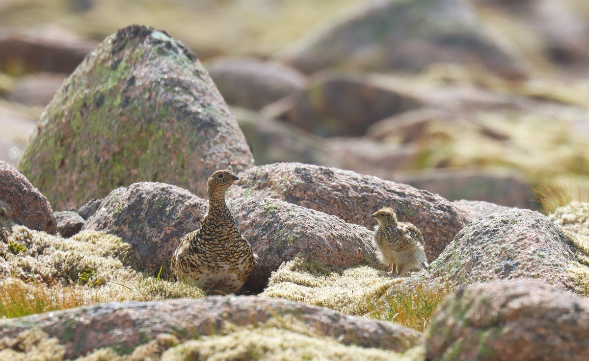 Куріпка тундрова - ML644384334