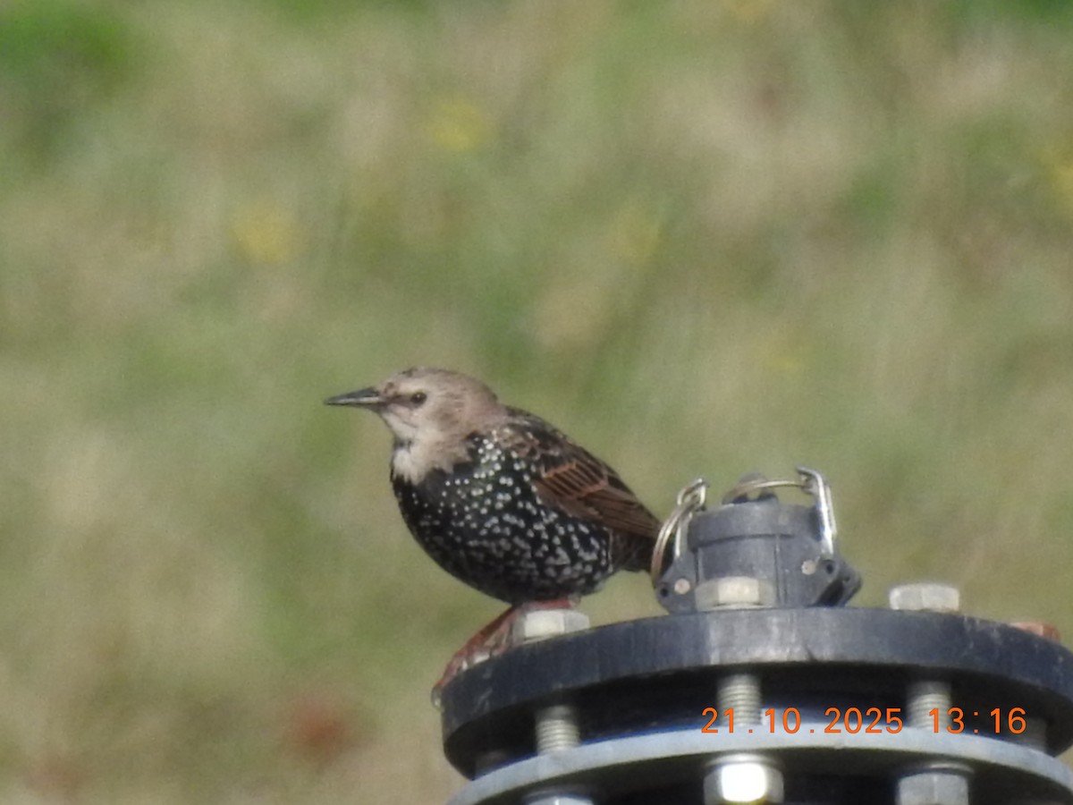 European Starling - ML644384335