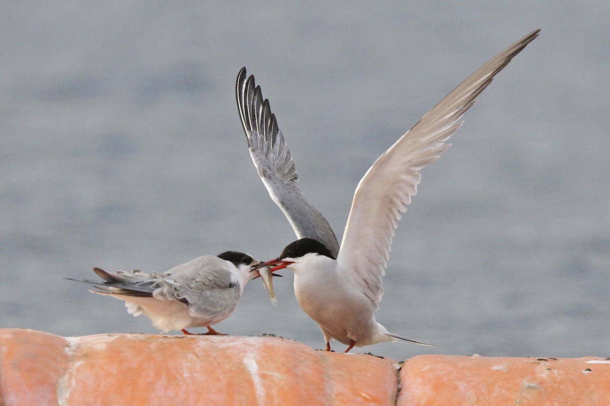 Речная крачка - ML644384336