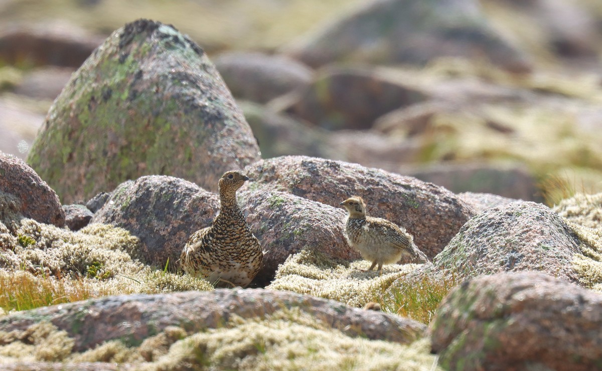 Куріпка тундрова - ML644384337